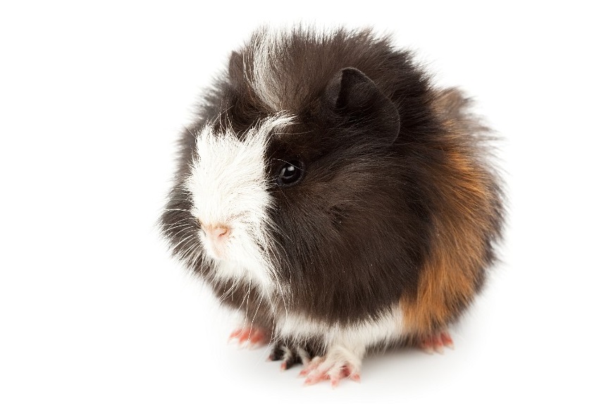 Afrički-tvor-kao-kućni-ljubimac.jpg 2010_0215Cavia_porcellus1540.jpg