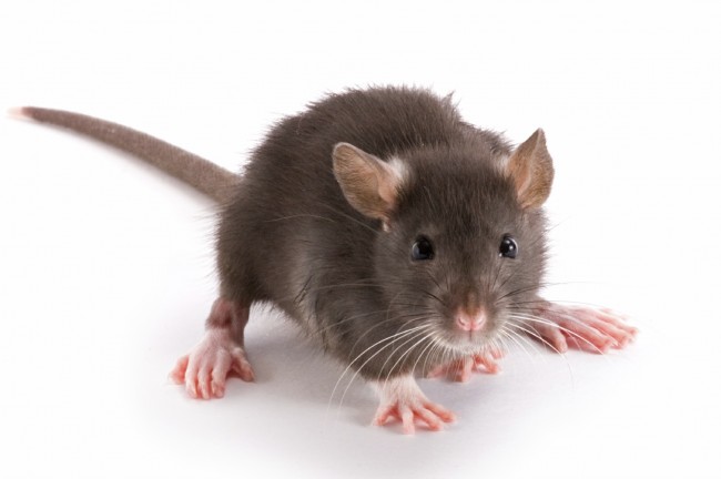 Krysa-est-pechene.jpg rodent-650x432.jpg